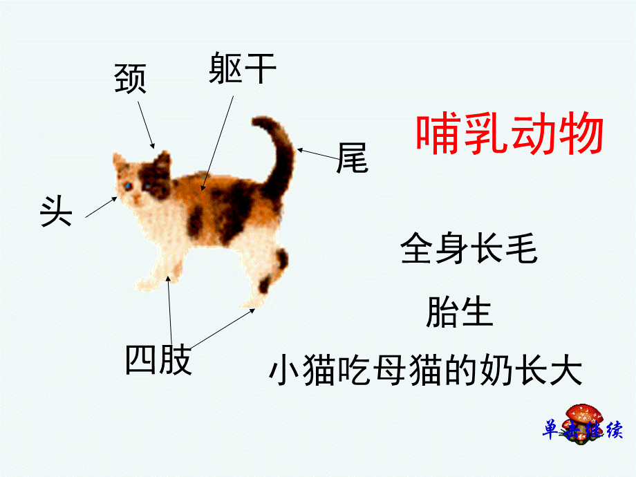 四年级科学上册PPT课件 (2).ppt_第2页