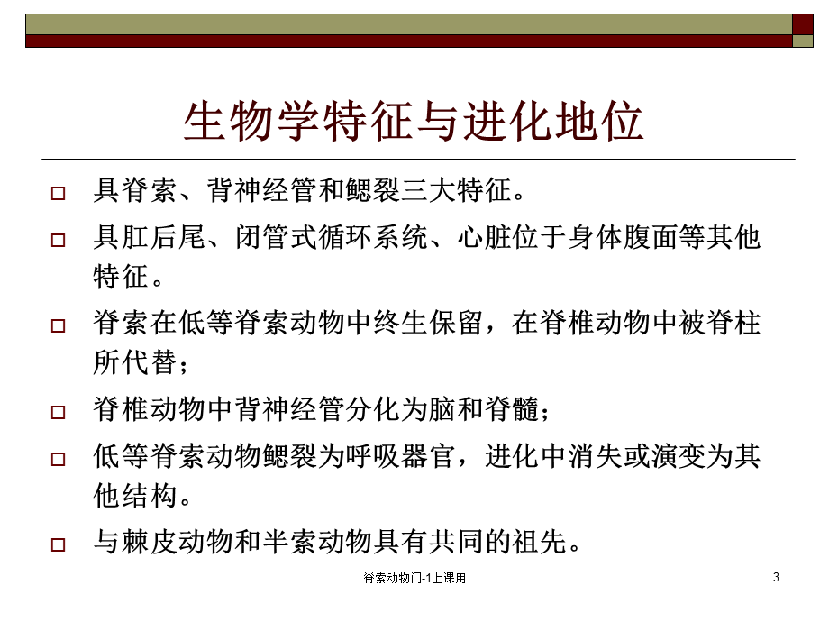 脊索动物门-1上课用课件.ppt_第3页