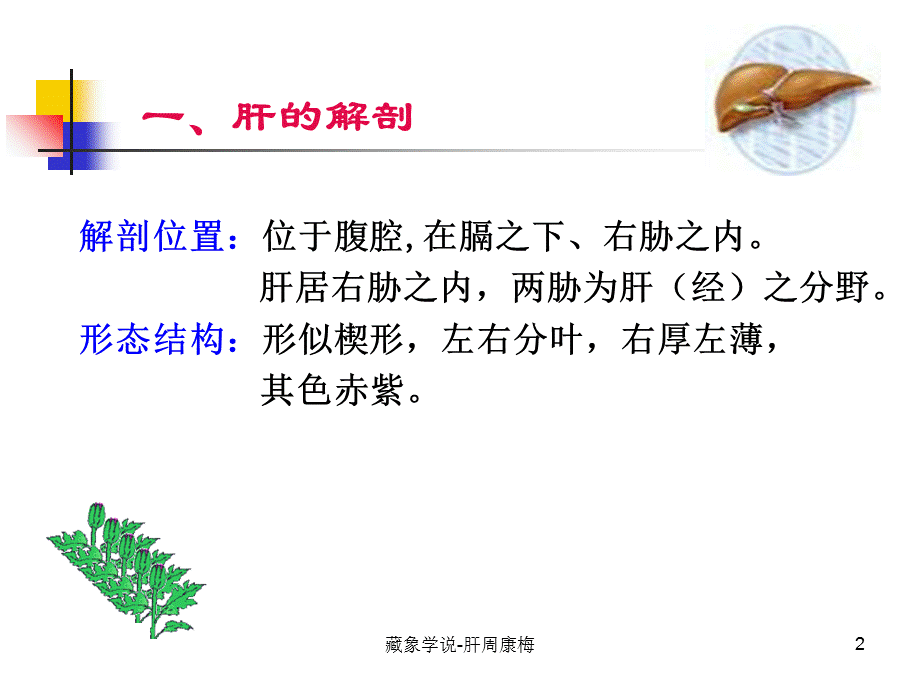 藏象学说-肝周康梅课件.ppt_第2页