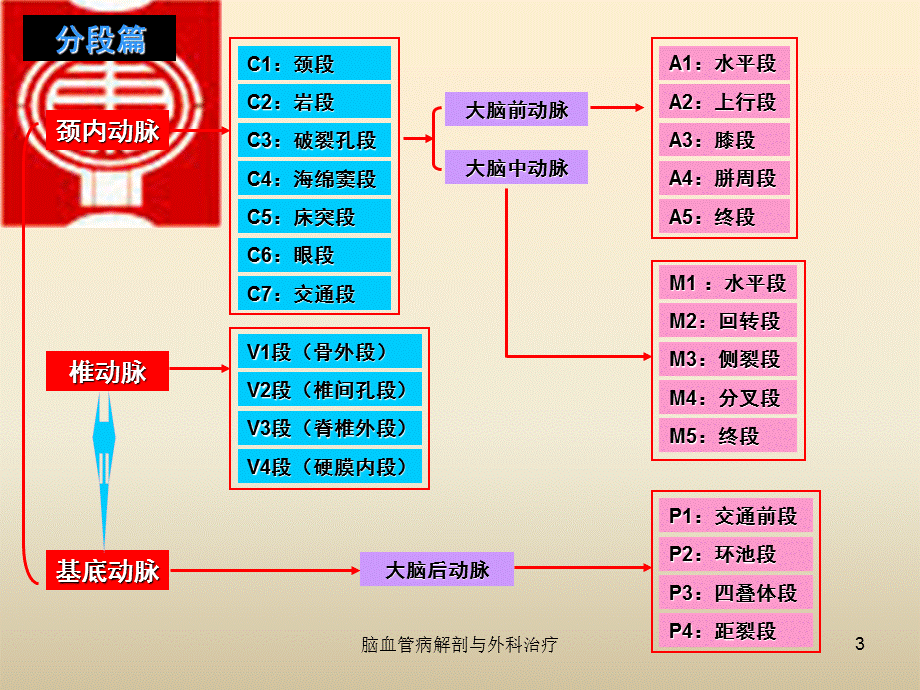 脑血管病解剖与外科治疗课件.ppt_第3页