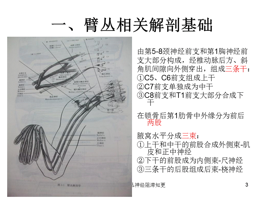 超声引导下臂丛神经阻滞知更课件.ppt_第3页