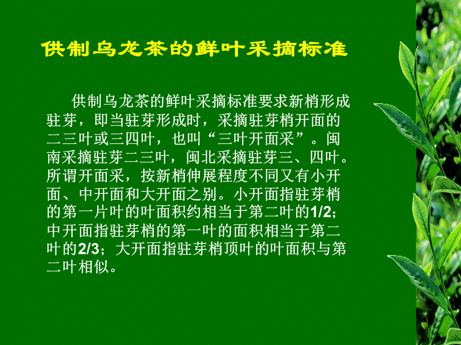 茶青采摘标准及管理课件.ppt_第1页