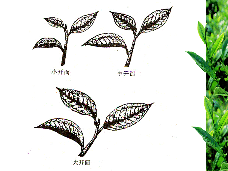 茶青采摘标准及管理课件.ppt_第2页