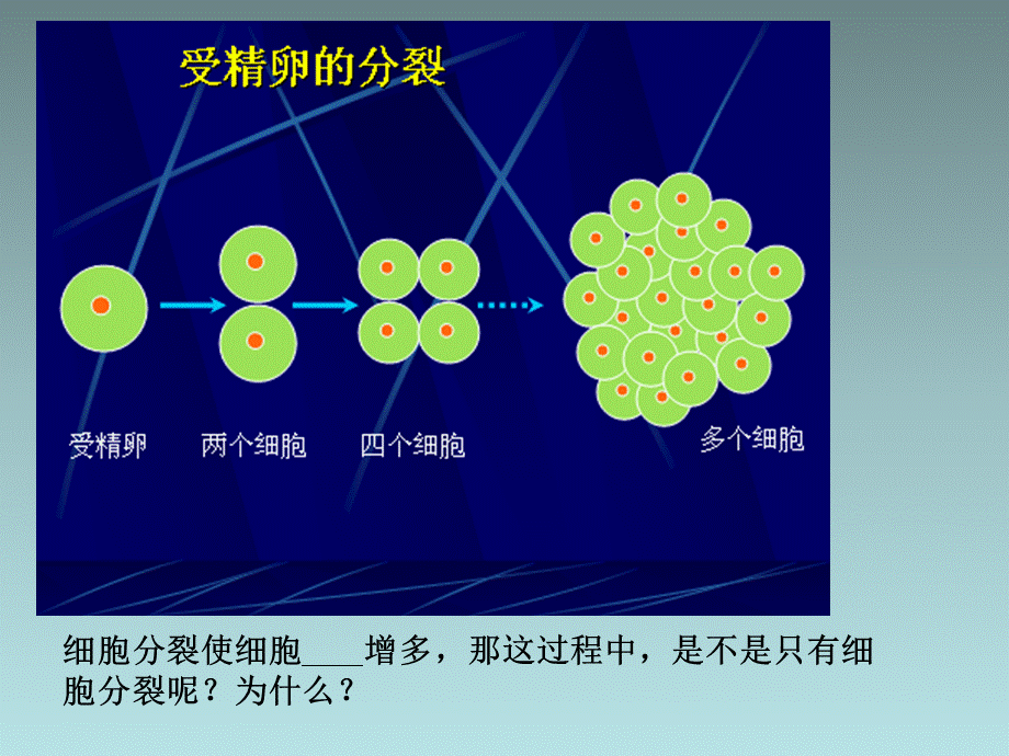 北师大版七年级生物上册-4.1-细胞分化形成组织 课件(共15张PPT).ppt_第2页