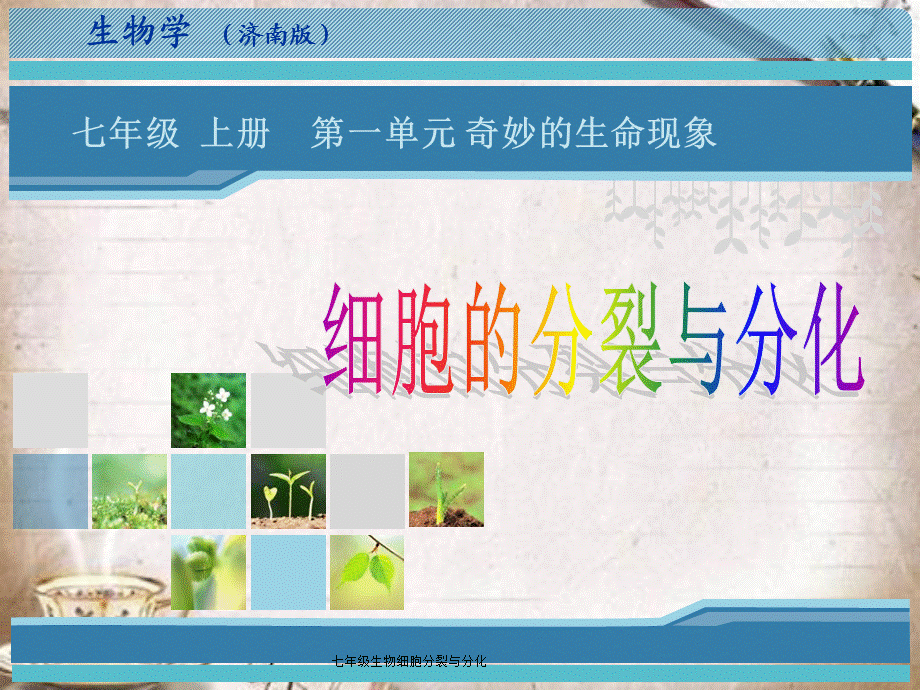 七年级生物细胞分裂与分化.ppt_第2页