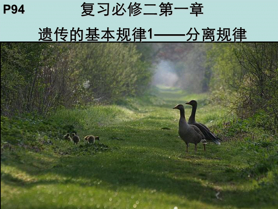 史上最强生物课件复习必修二遗传基本规律—分离规律.ppt_第2页