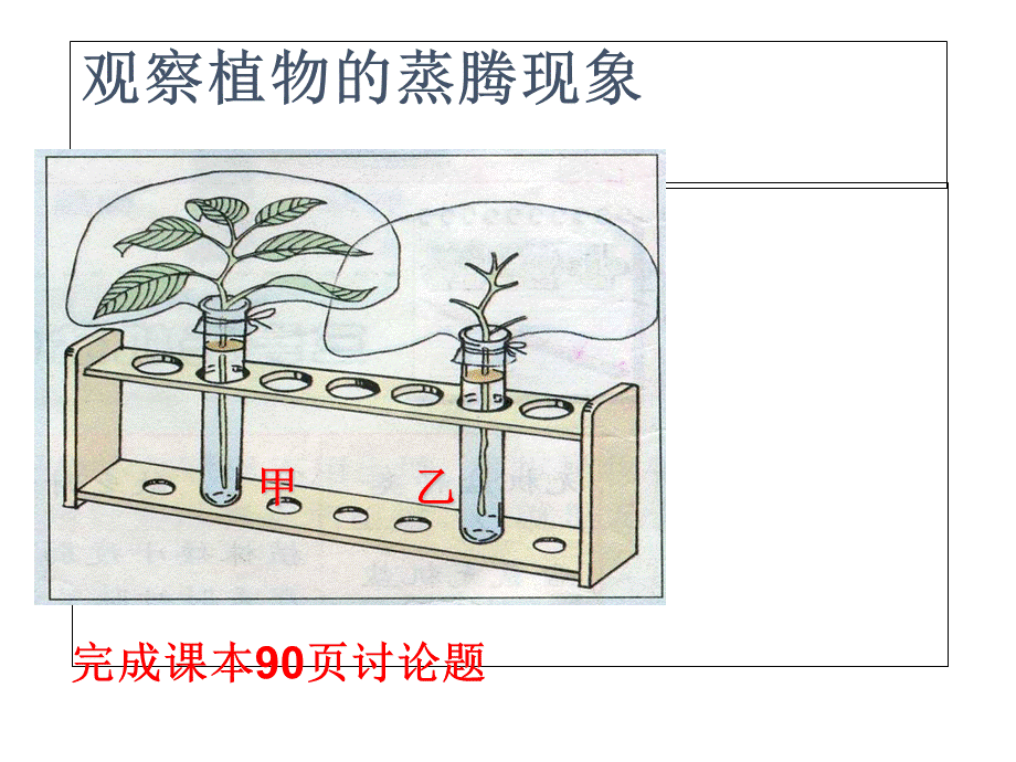 北师大2011课标版初中生物七年级上册第三单元第五章第4节 蒸腾作用(共17张PPT).ppt_第2页