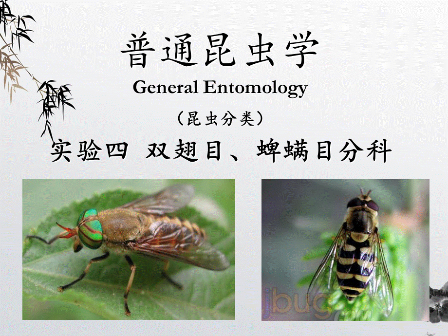 普通昆虫学-昆虫分类-双翅目、蜱螨目分科.ppt_第1页