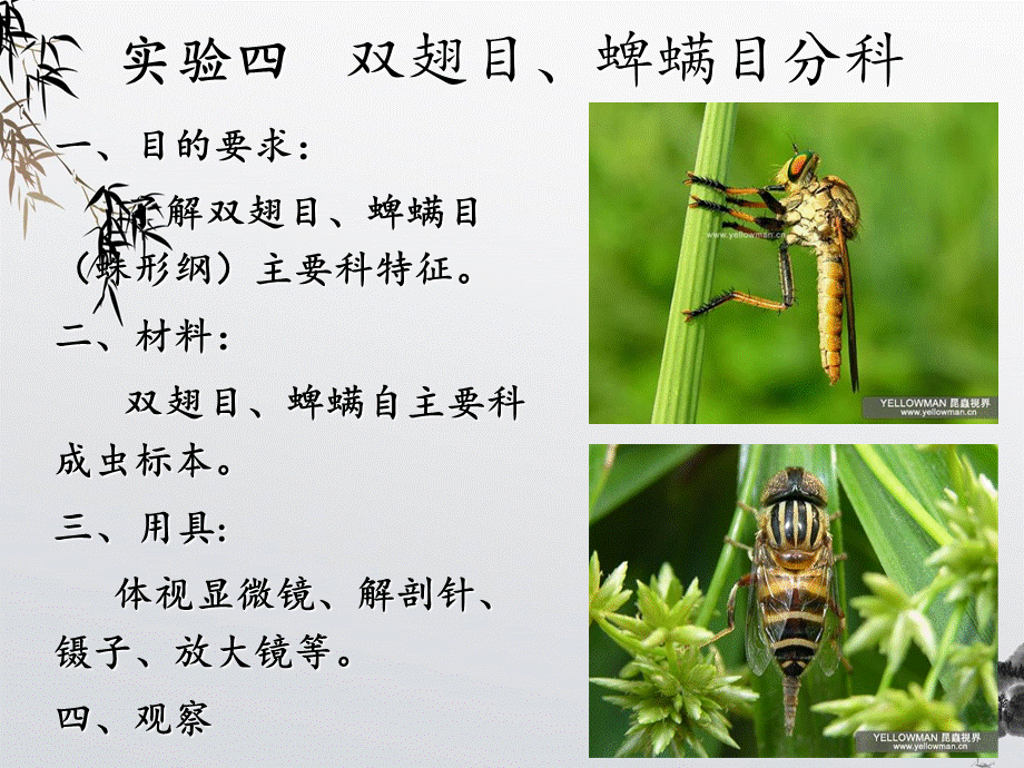 普通昆虫学-昆虫分类-双翅目、蜱螨目分科.ppt_第2页