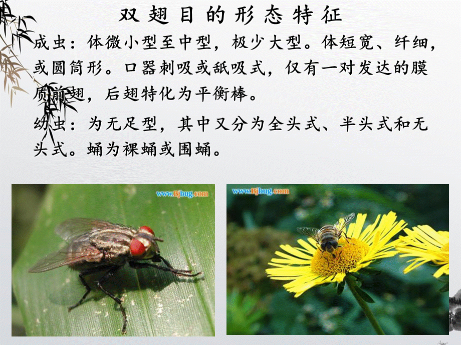 普通昆虫学-昆虫分类-双翅目、蜱螨目分科.ppt_第3页