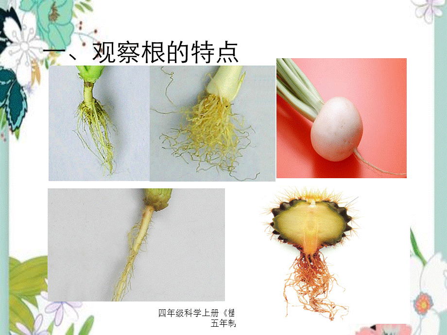 四年级科学上册《植物根》青岛版五年制.ppt_第3页