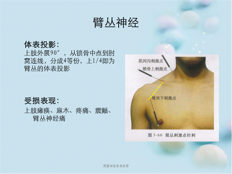 周围神经体表投影 .ppt_第2页