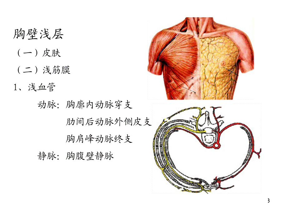 《胸壁浅层腋窝》.ppt_第3页