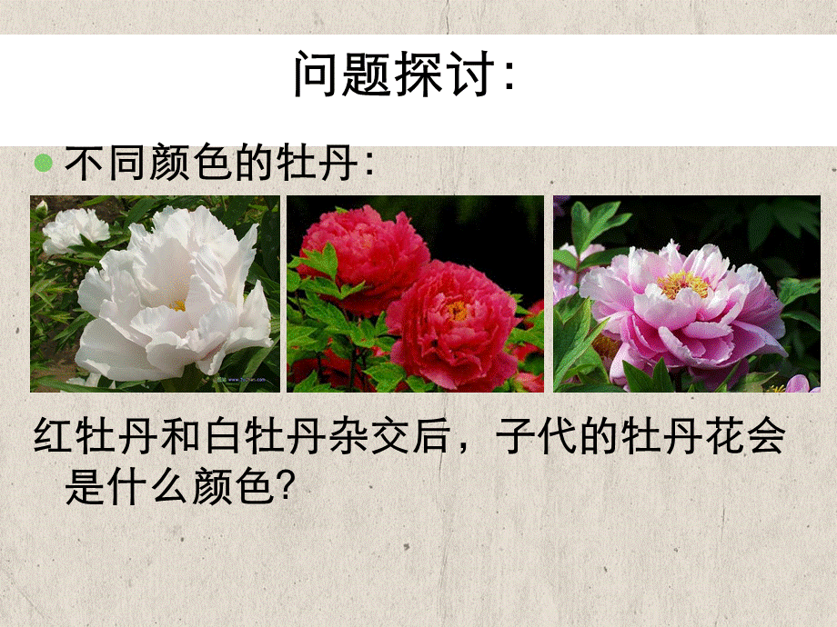 孟德尔豌豆杂交实验品.ppt_第3页