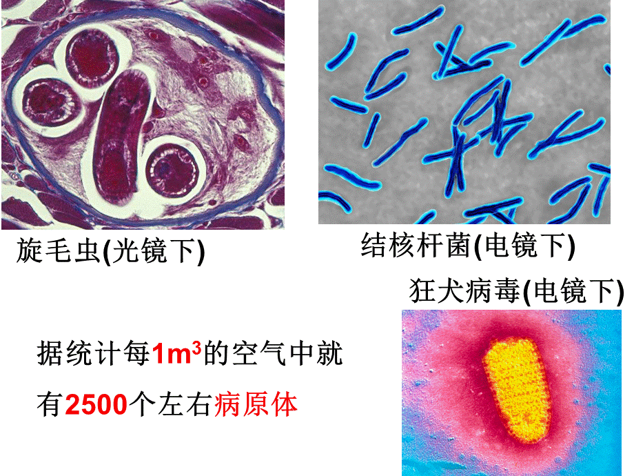 京改版八年级生物下册第十五章第二节 免疫.ppt_第1页