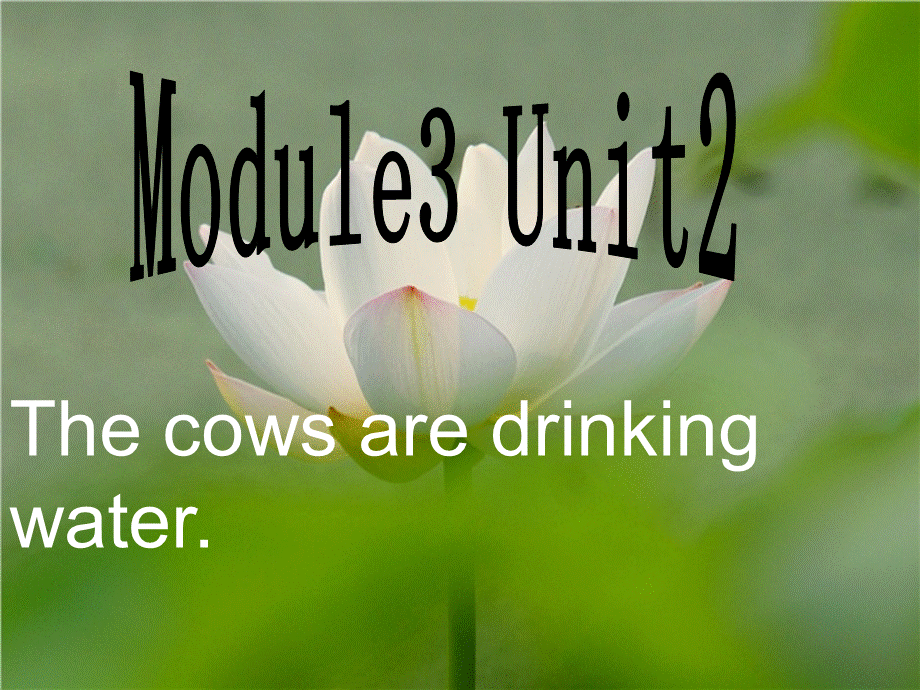 六年级下册英语课件－M3U2The cows are drinking water.｜外研社（三起）(共35张PPT).ppt_第1页