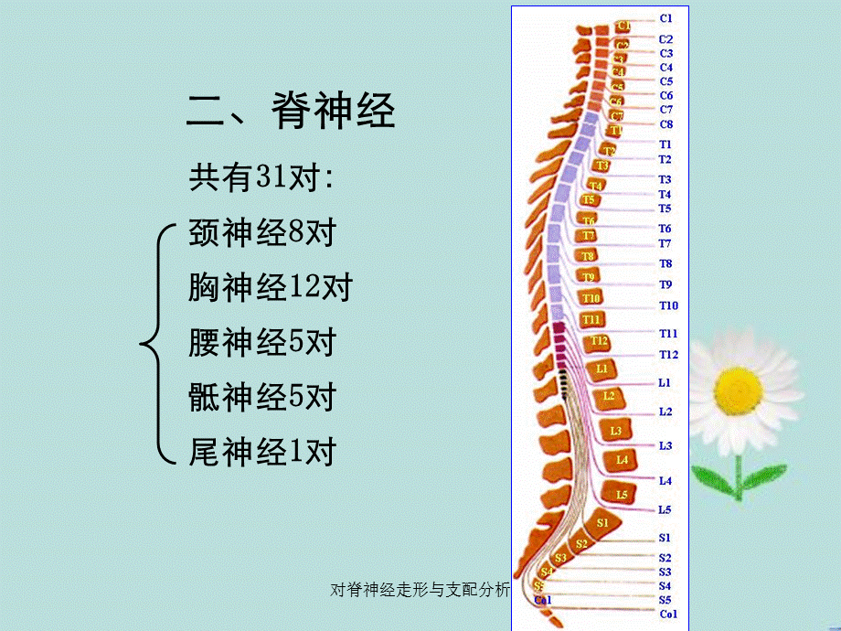 对脊神经走形与支配分析.ppt_第1页