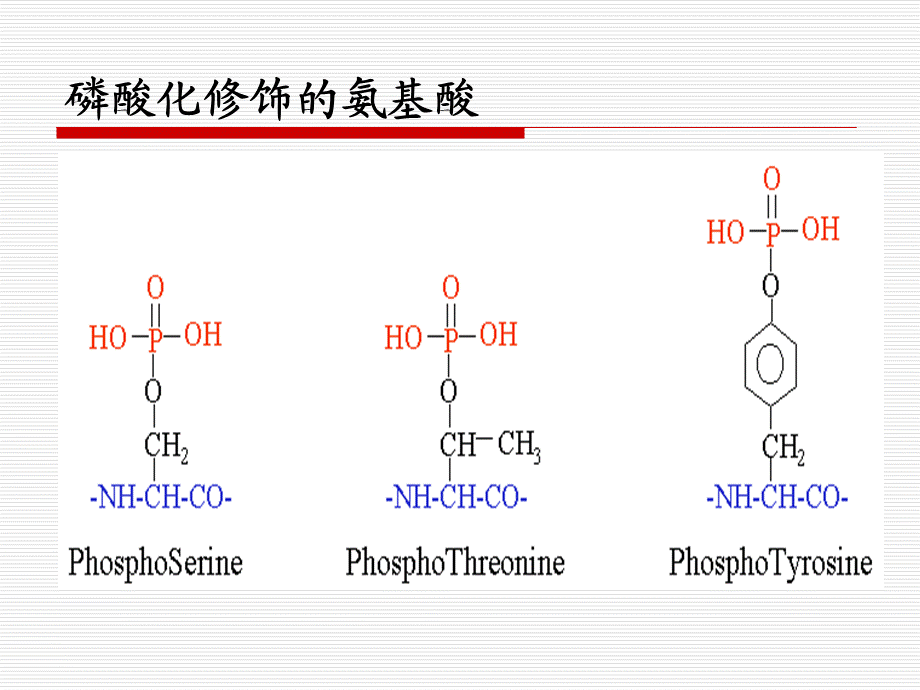 《蛋白激酶与磷酸酶》.pptx_第3页