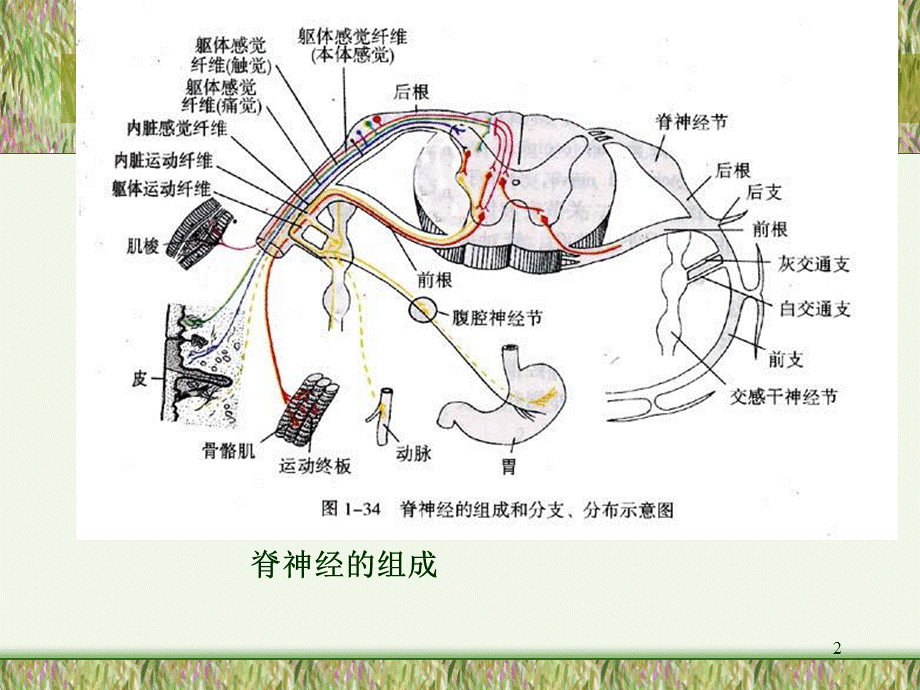 《脑神经解剖学概要》.ppt_第2页