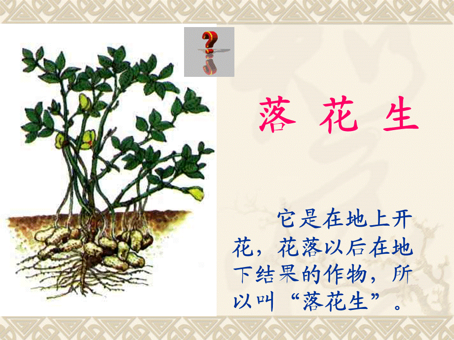 落花生(第二课时).ppt_第3页