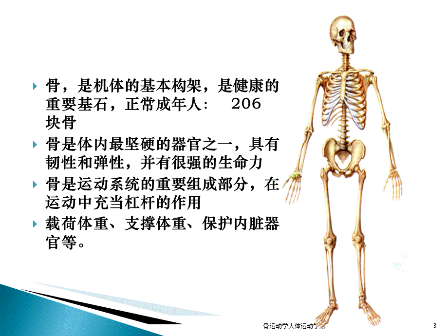 骨运动学人体运动学第课件.ppt_第3页