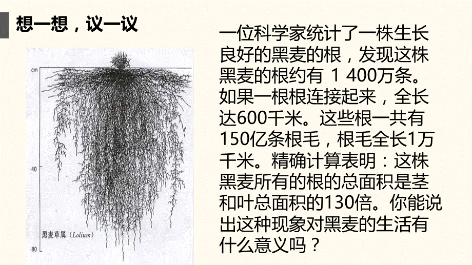 人教版七年级上册3.2.2植株的生长课件 (共20张PPT).pptx_第2页