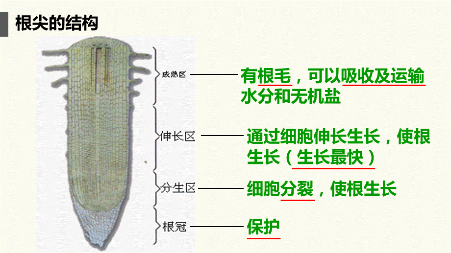 人教版七年级上册3.2.2植株的生长课件 (共20张PPT).pptx_第3页