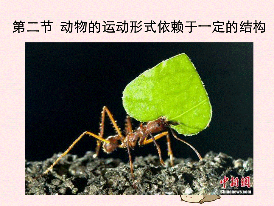 动物运动依赖一定结构.ppt_第1页