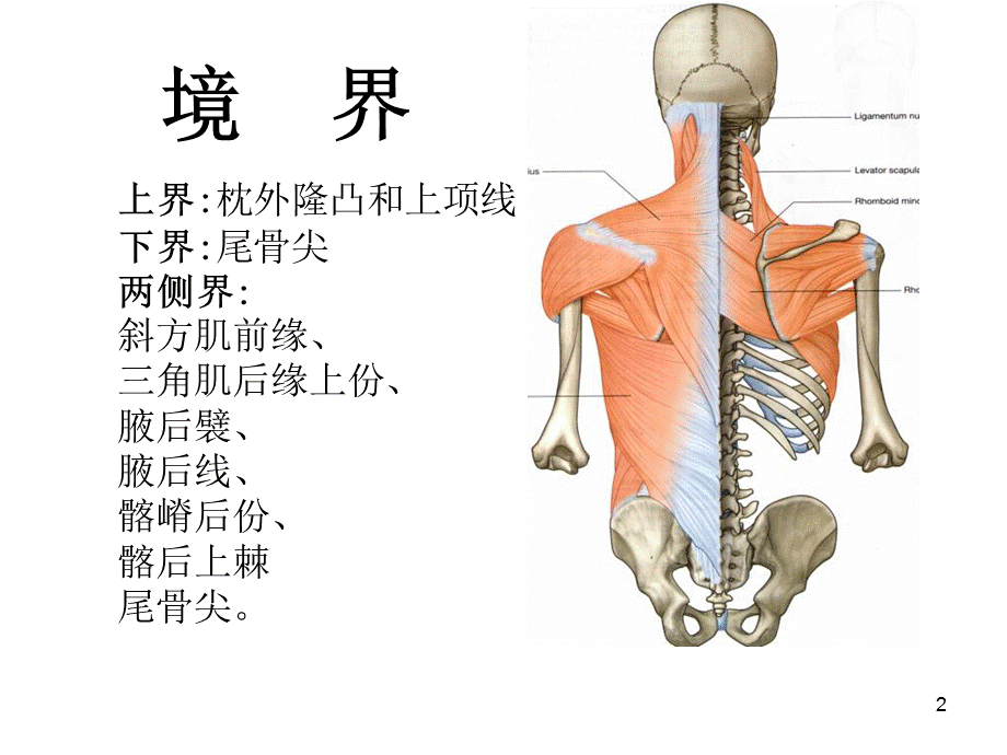 临床解剖学临床脊柱区.ppt_第2页