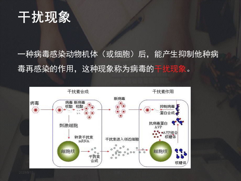 病毒的干扰现象.ppt_第2页