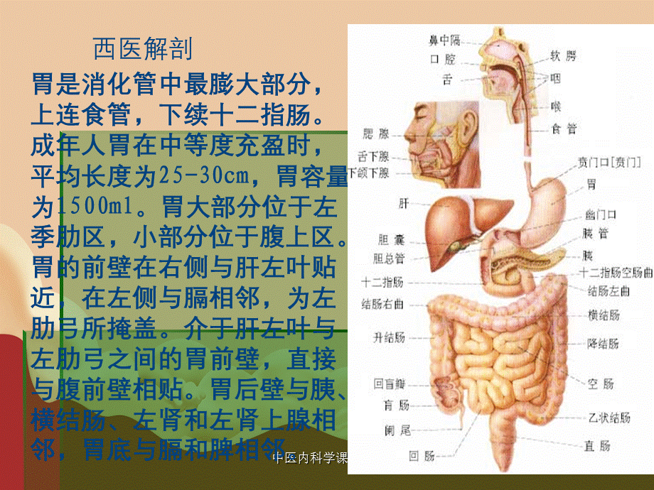 中医内科学课件第三章胃痛.ppt_第3页
