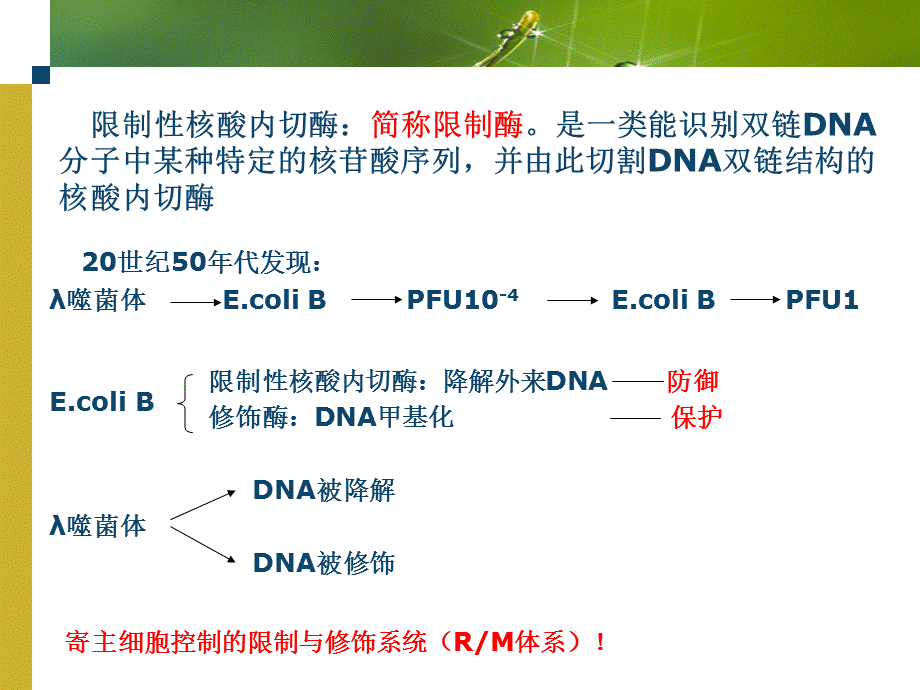 基因工程常用的工具酶.ppt_第2页