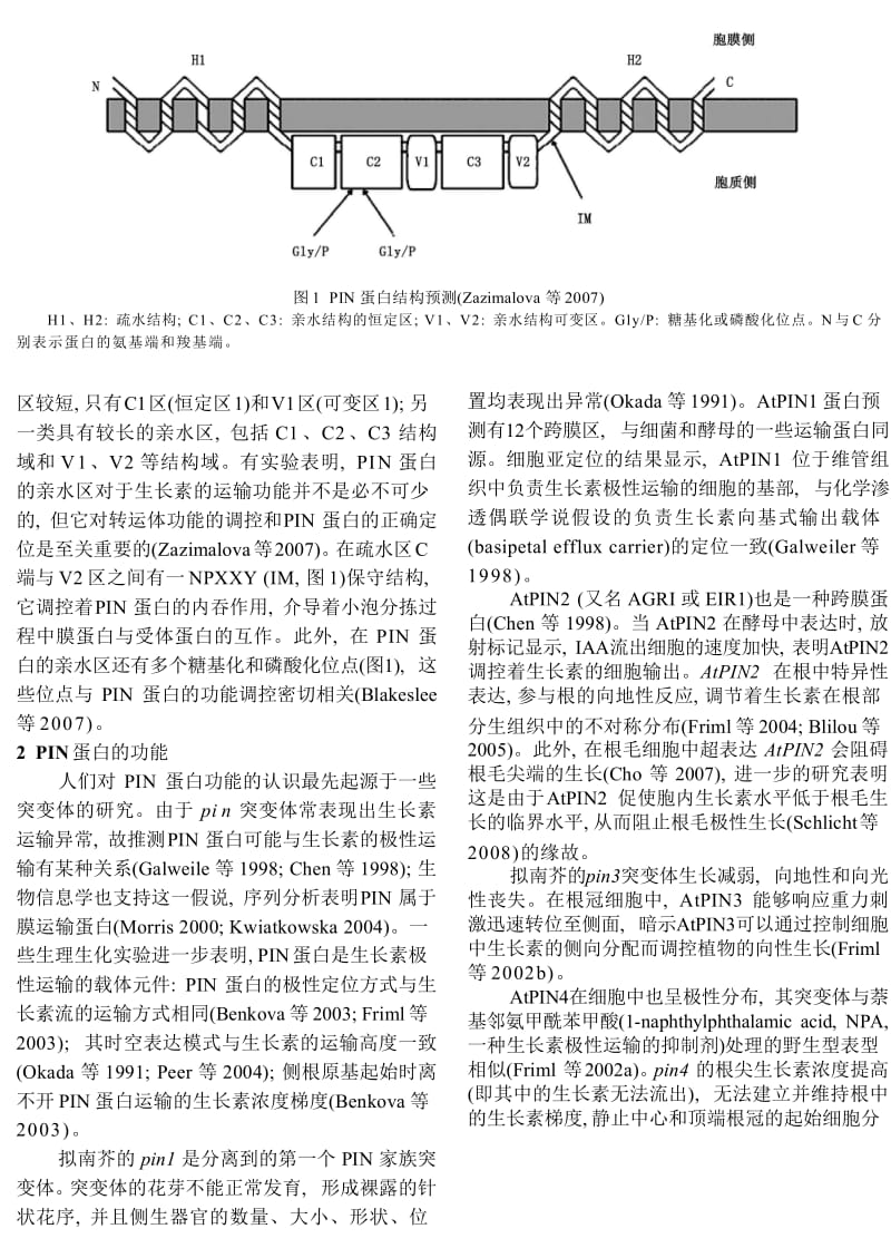 高等植物的PIN基因家族.doc_第2页