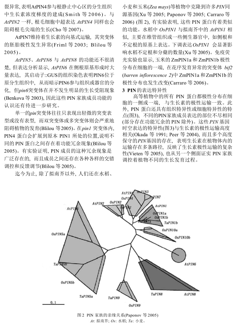 高等植物的PIN基因家族.doc_第3页