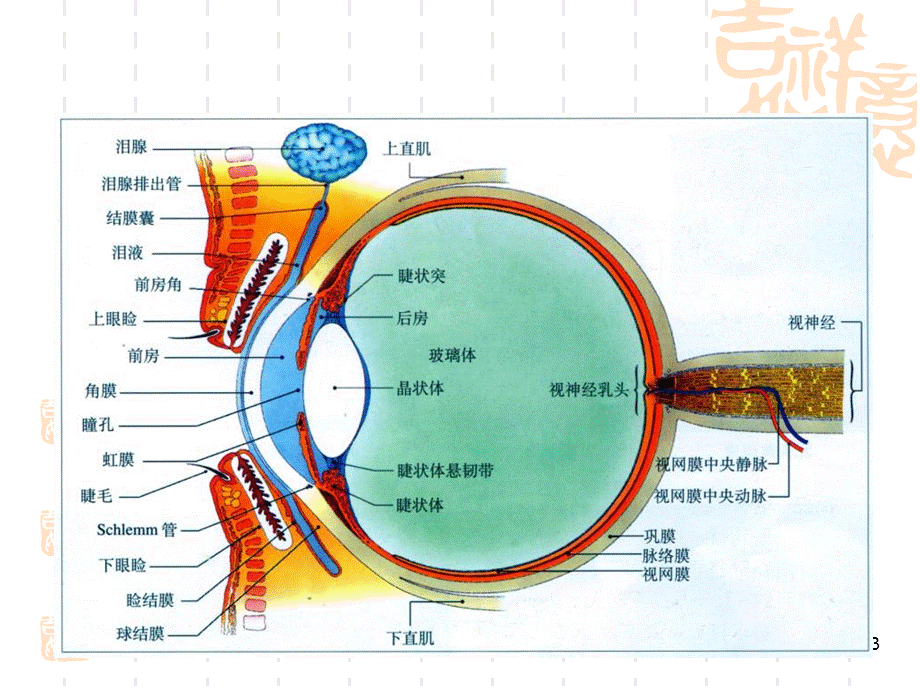 眼球肿瘤与继发性视网膜脱离的影像学表现特征.ppt_第3页