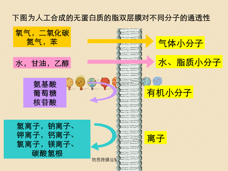 物质跨膜运输方式课件.ppt_第2页