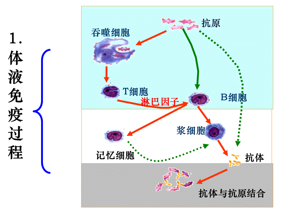 人教版必修3第二章第四节免疫调节（共50张PPT）.ppt_第2页