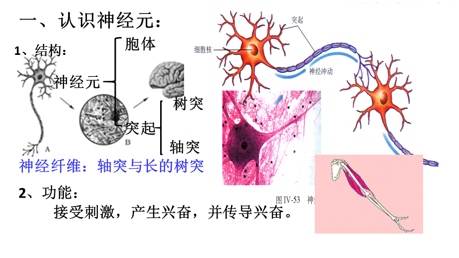 兴奋在神经纤维上的传导.pptx_第3页