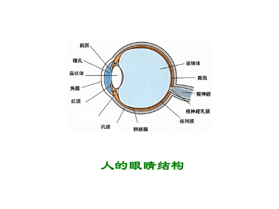 四年级下语文课件-永生的眼睛_北师大版.ppt_第2页