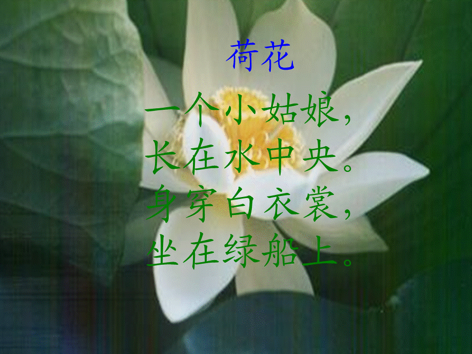 《荷花》精美课件.ppt_第1页