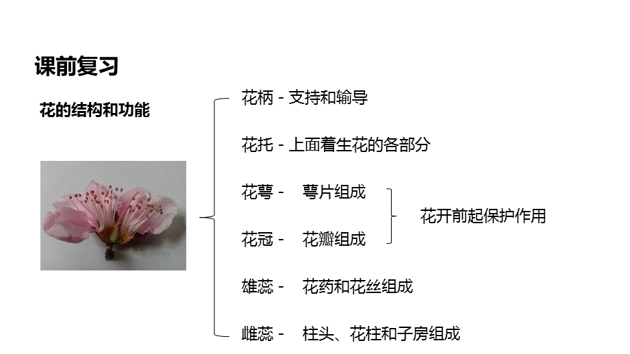 济南版八年级上册生物课件：4.1.2《传粉与受精》.pptx_第3页