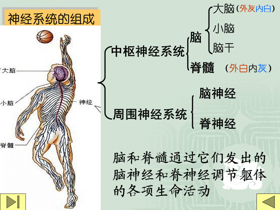 人教版教学教案云南省弥勒县庆来中学2011-2012学年生物必修3 通过神经系统的调节3.ppt_第3页