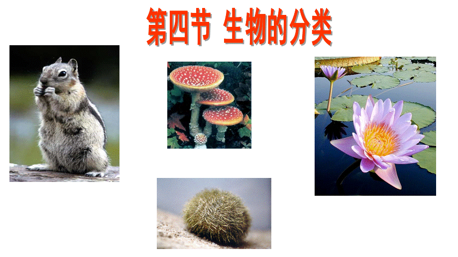 华师大版七年级上学期科学课件：2.4 生物的分类2.pptx_第3页