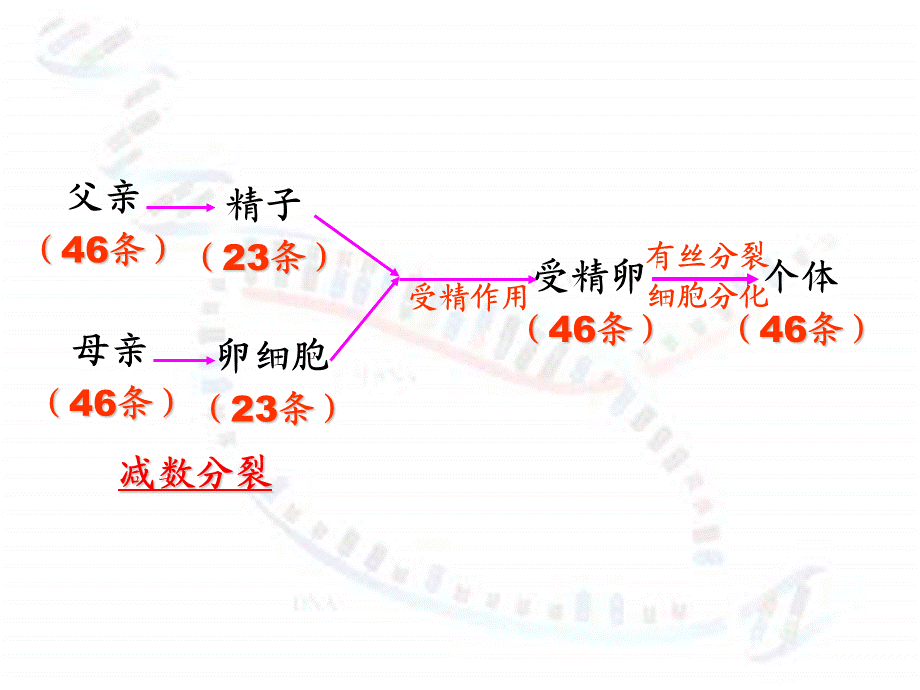 减数分裂 (2).ppt_第2页