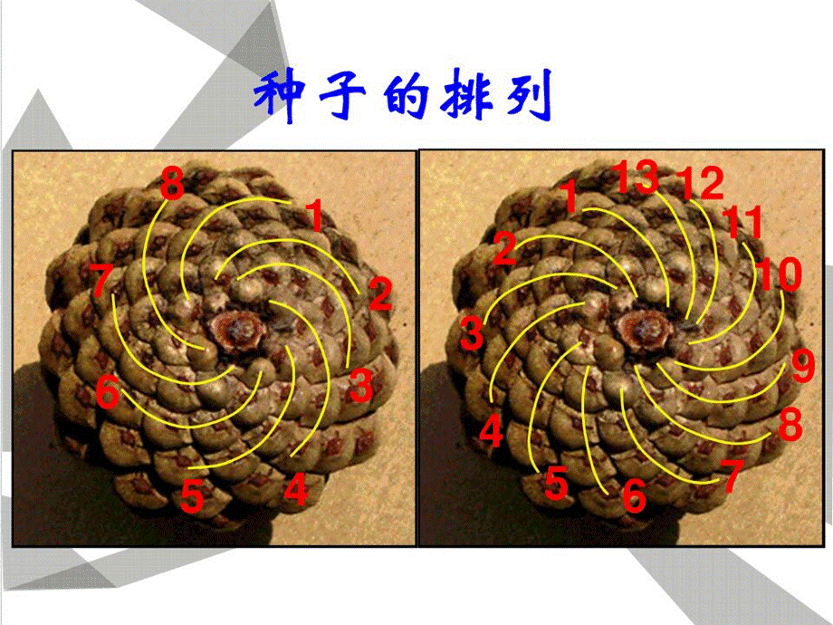 六年级上册数学课件 - 8数学广角-数与形人教新课标(2014秋) (共19张PPT).ppt_第2页