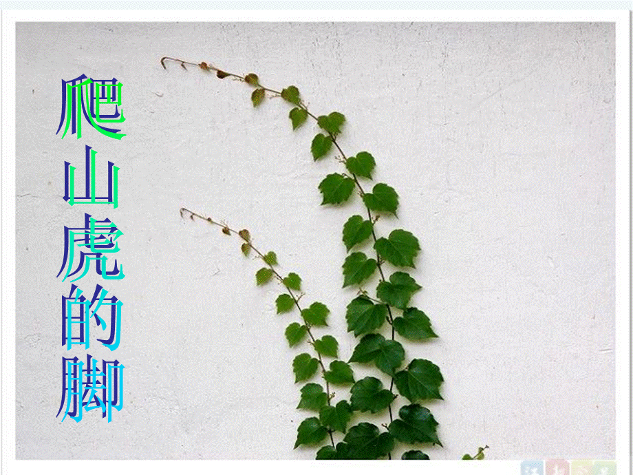 四年级上册6.《爬山虎的脚》课件.pptx_第1页