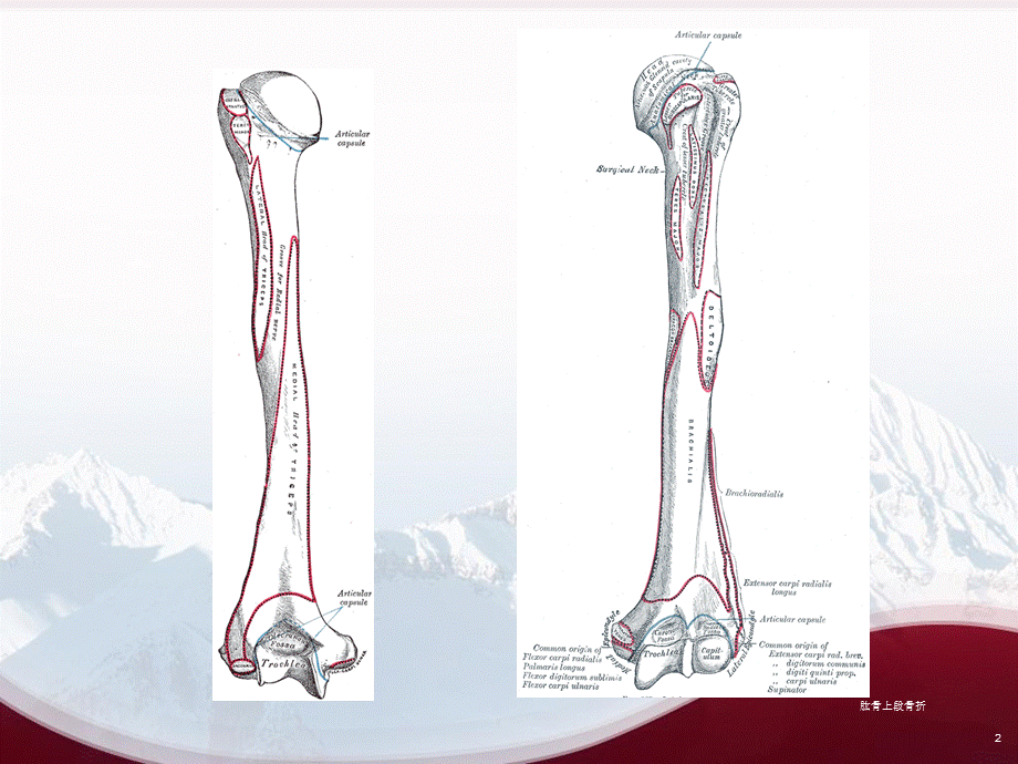 肱骨上段骨折课件.ppt_第2页