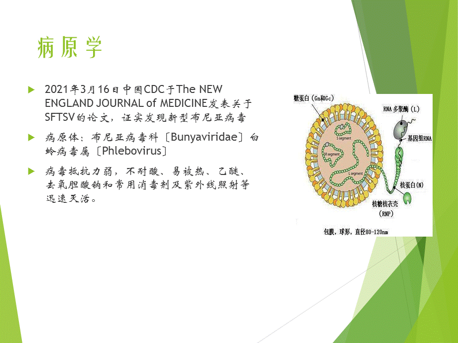 发热伴血小板减少及鉴别诊断PPT课件.pptx_第3页