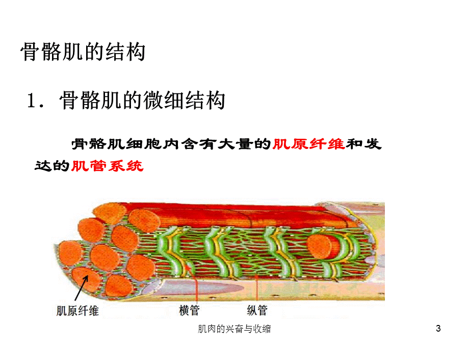 肌肉的兴奋与收缩课件.ppt_第3页