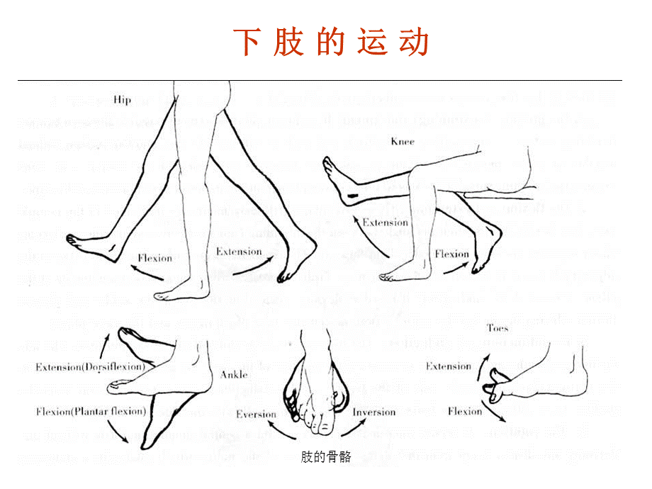 肢的骨骼课件.pptx_第2页